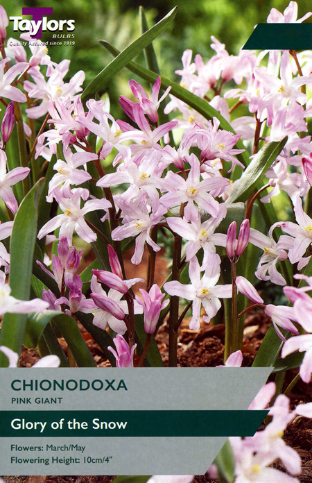 Chionodoxa 'Pink Giant' (12 bulbs)