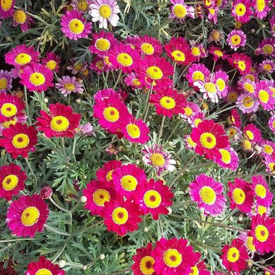 Chrysanthemum frutescens red - Image courtesy of pxfuel