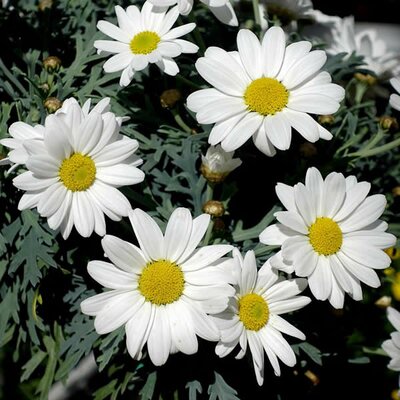 Chrysanthemum frutescens white (3L pot)