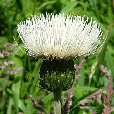 Cirsium 'Frosted Magic' - Photo by Anne Burgess (CC BY-SA 2.0)