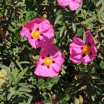 'Cistus purpureus' Photo byPeter A. Mansfeld