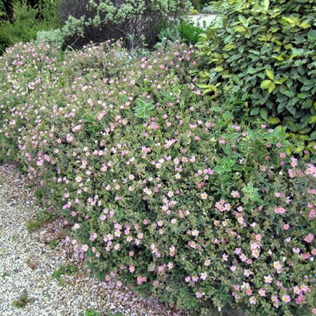 Cistus 'Silver Pink' - Photo by Leonora (Ellie) Enking