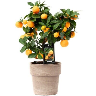 Citrofortunella 'Calamondin'