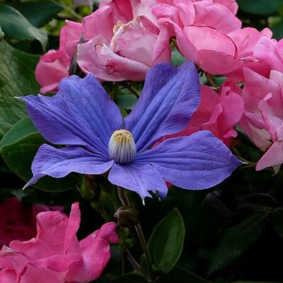 Clematis 'Durandii' - Photo by John B. (CC BY-SA 2.0)