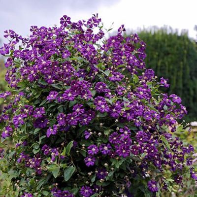 Clematis