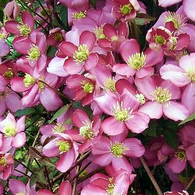 Clematis montana 'Van Gogh' - Public image here under fair use