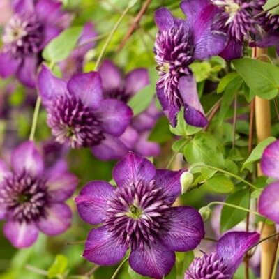 Clematis viticella 'Welcome home' - Public domain image under fair use