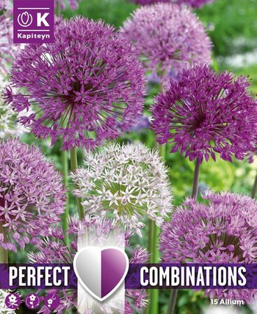 Combi Allium Large Ball (15 bulbs)