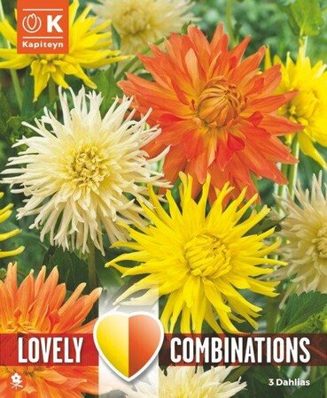 Combi Dahlia Cactus Orange, Yellow & White (3 bulbs)