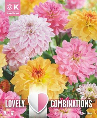 Combi Dahlia Dec Soft Tones (3 bulbs)