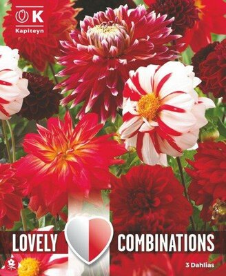 Combi Dahlia Fimbratia Red & White (3 bulbs)