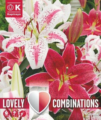 Combi Lilium Oriental Red And White (5 bulbs)