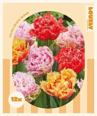 Combi Tulip Double Crispa Mix - Image courtesy of Kapiteyn