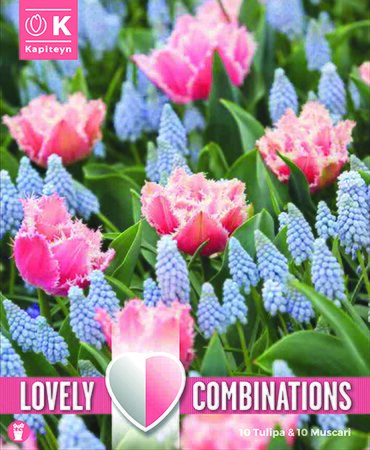 Combi Tulip Rose Red & Muscari Pale Blue - Image courtesy of Kapiteyn