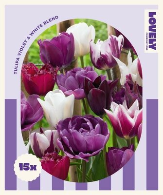 Combi Tulipa Violet & White Blend - Image courtesy of Kapiteyn