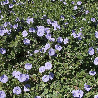 Convolvulus 'Mauritanicus' - Photo by Valérie & Agnès (CC BY-SA 3.0)