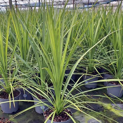 Cordyline 'Jive' - Image courtesy of Tully Nursery