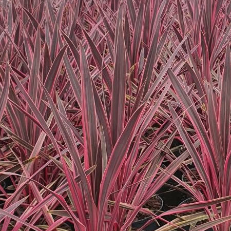 Cordyline 'Paso Doble' - Public Domain Image