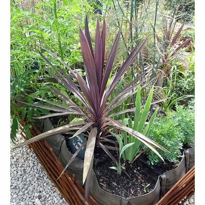 Cordyline 'Red Star' (3L pot)