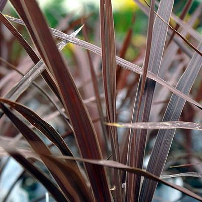 Cordyline Red Star - Photo by David J. Stang (CC BY-SA 4.0)