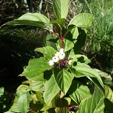 Cornus Alba 'Aurea' - Photo by meurkc (CC BY-SA 4.0)