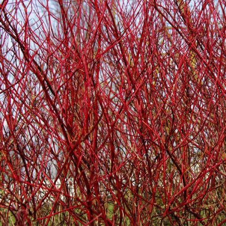 Cornus 'Alba Siberica' - Image by armennano from Pixabay 