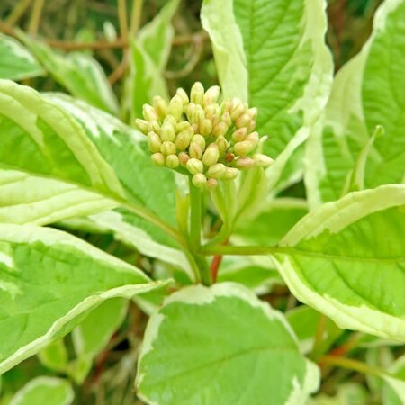 Cornus Alba 'Sibirica Variegata' - Image courtesy of Pl@ntnet (CC0)