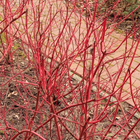 Cornus alba Sibirica - Image courtesy of pxfuel