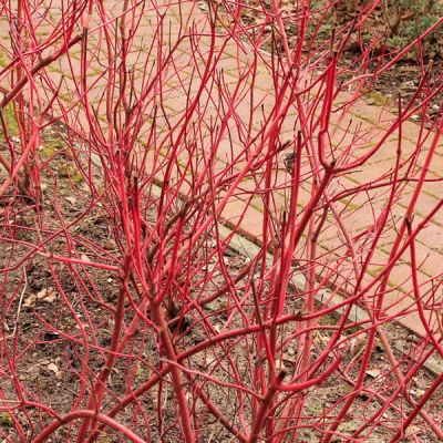 Cornus alba Sibirica - Image courtesy of pxfuel