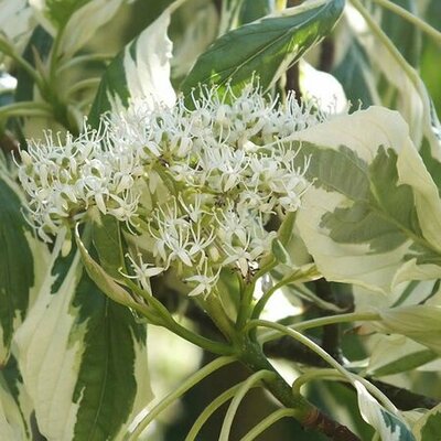 Cornus Controversa Variegata - Photo by Wzwz (CC0 1.0)