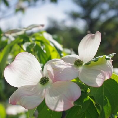 Cornus Kousa 'Teutonia' - Image by May_hokkaido from Pixabay