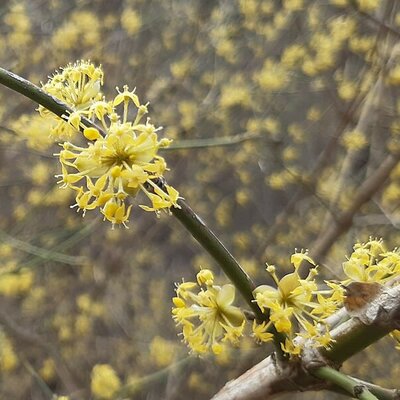 Cornus Mas - Photo by Sdjurovic (CC0); Photo by Cayambe (CC BY-SA 3.0)