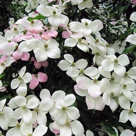 Cornus 'Norman Hadden' - Photo by Leonora (Ellie) Enking (CC BY-SA 2.0)