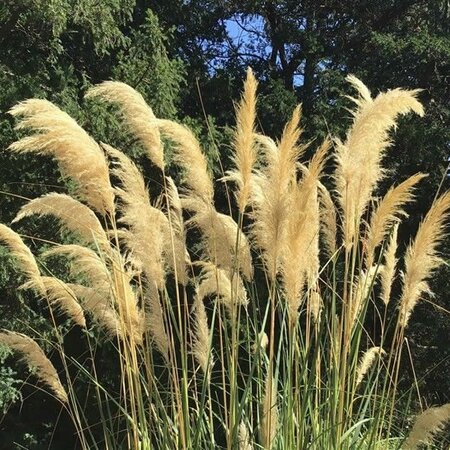 Cortaderia Fulvida - Image courtesy of Pl@ntnet (CC0)