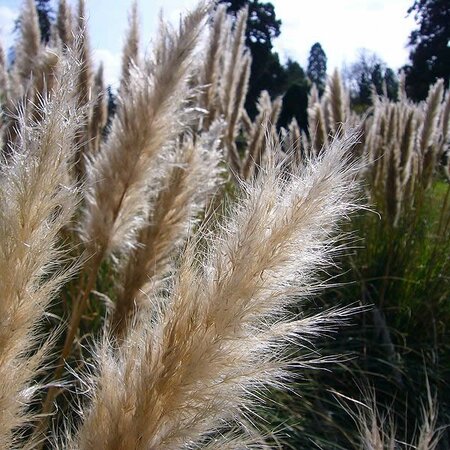 Cortaderia pumila - Photo by Magnus Manske (CC BY-SA 3.0)