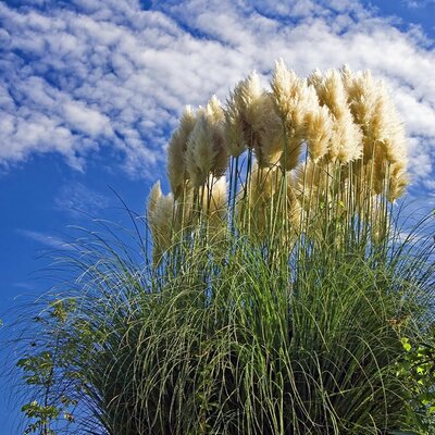 Cortaderia 'Sunningdale Silver' - Image by Sergio Cerrato - Italia from Pixabay