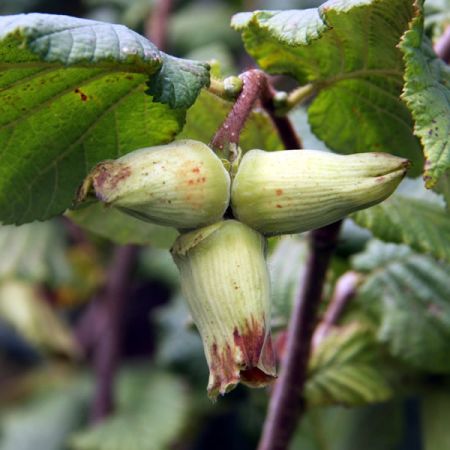 Corylus A. 'Webb's Prize Cob' (2yr Bareroot)