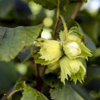 Corylus A. 'Kentish Cob' (2yr Bareroot)