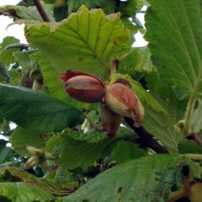 Corylus A. 'Pearson's Prolific' (2yr Bareroot)