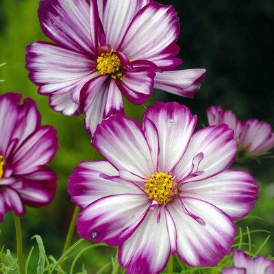 Cosmos Fizzy Rose Picotee - image 1