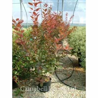 Cotinus 'Grace' - Image Courtesy of Campbells Plants