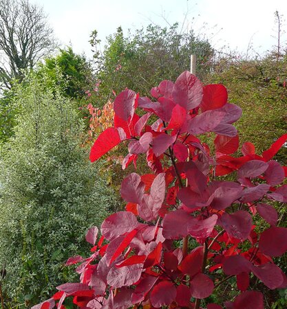 Cotinus 'Grace' With Pittosporum 'Silver Queen' - Photo by Richard (Ardcarne)