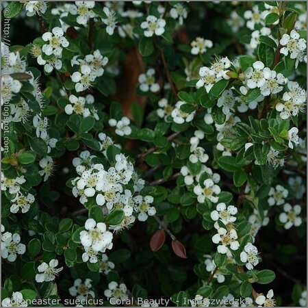 Cotoneaster 'Coral Beauty' - Image by Babij (CC BY-SA 2.0)