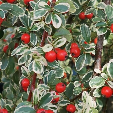 Cotoneaster 'Juliette' - Public Domain Image (under fair use)