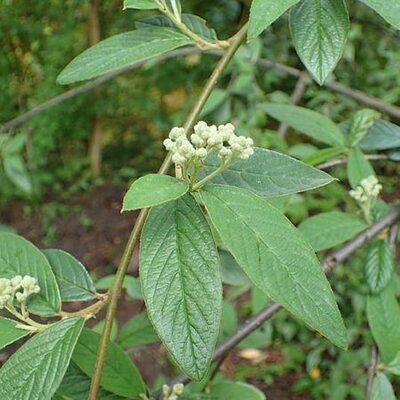 Cotoneaster Salicifolius 'Floccosus - Photo by Krzysztof Ziarnek, Kenraiz (CC BY-SA 4.0)