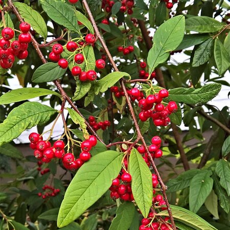 Cotoneaster 'Cornubia' - Image by ❤ Monika ? ? Schröder ❤ from Pixabay