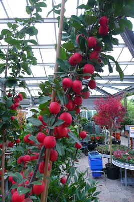 Malus 'Appletini' - Photo taken at Ardcarne Garden Centre, Boyle - 17/10/2025