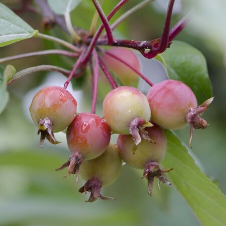 Crab Apple (Malus sylvestris) 90-120cm Bare Root