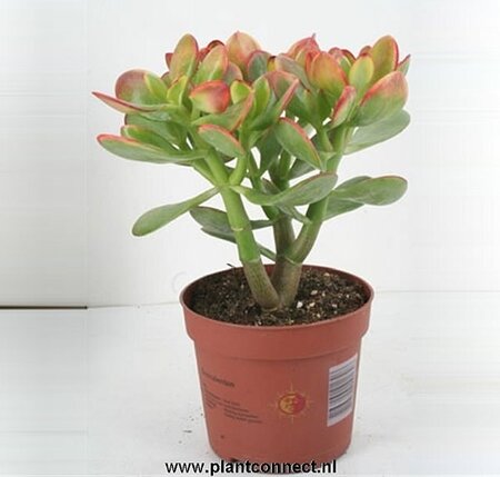 Crassula 'Sunset'² (12cm pot)