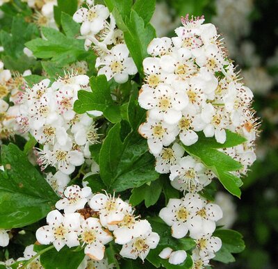 Crataegus orientalis